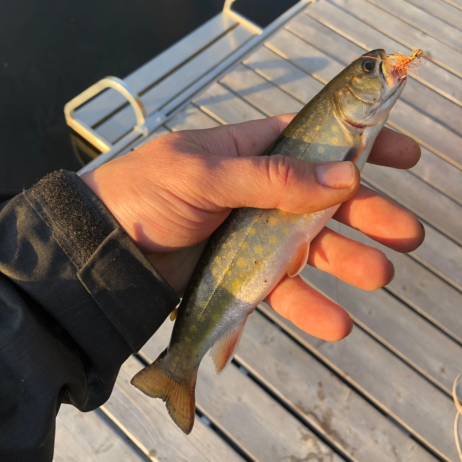 Cooking Trout By The Water