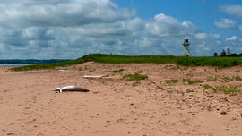 Chasing Striped Bass on PEI — A Conversation with Michael Mailman