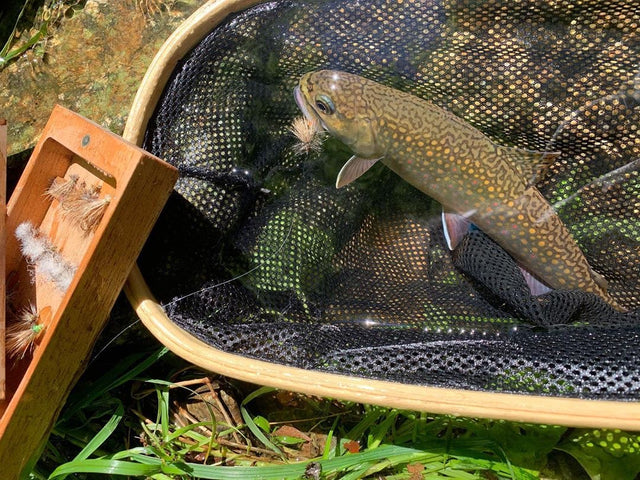 Fish Stories #1