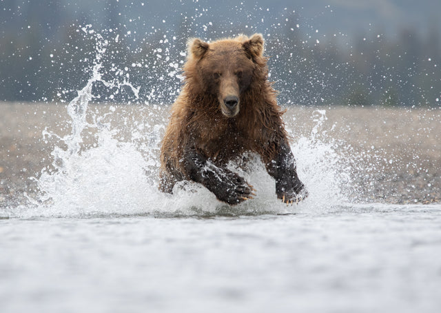 Alaska Coho Fishing